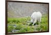 Mountain Goat Feeding , Glacier NP, UNESCO Near Kalispell, Montana-Howie Garber-Framed Photographic Print