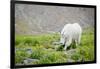 Mountain Goat Feeding , Glacier NP, UNESCO Near Kalispell, Montana-Howie Garber-Framed Photographic Print