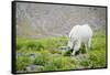 Mountain Goat Feeding , Glacier NP, UNESCO Near Kalispell, Montana-Howie Garber-Framed Stretched Canvas