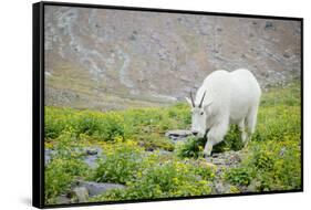 Mountain Goat Feeding , Glacier NP, UNESCO Near Kalispell, Montana-Howie Garber-Framed Stretched Canvas