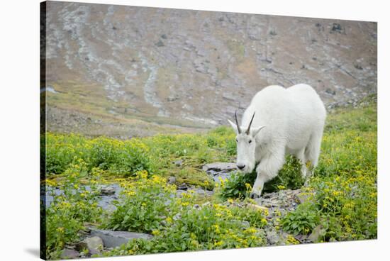 Mountain Goat Feeding , Glacier NP, UNESCO Near Kalispell, Montana-Howie Garber-Stretched Canvas