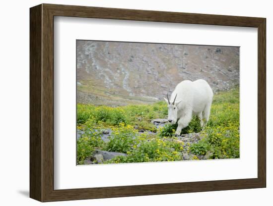 Mountain Goat Feeding , Glacier NP, UNESCO Near Kalispell, Montana-Howie Garber-Framed Photographic Print