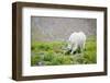 Mountain Goat Feeding , Glacier NP, UNESCO Near Kalispell, Montana-Howie Garber-Framed Photographic Print