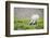 Mountain Goat Feeding , Glacier NP, UNESCO Near Kalispell, Montana-Howie Garber-Framed Photographic Print