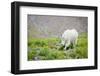 Mountain Goat Feeding , Glacier NP, UNESCO Near Kalispell, Montana-Howie Garber-Framed Photographic Print