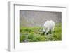 Mountain Goat Feeding , Glacier NP, UNESCO Near Kalispell, Montana-Howie Garber-Framed Photographic Print