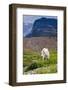 Mountain Goat Feeding , Glacier NP, UNESCO Near Kalispell, Montana-Howie Garber-Framed Photographic Print