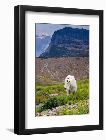 Mountain Goat Feeding , Glacier NP, UNESCO Near Kalispell, Montana-Howie Garber-Framed Photographic Print