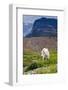 Mountain Goat Feeding , Glacier NP, UNESCO Near Kalispell, Montana-Howie Garber-Framed Photographic Print