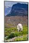 Mountain Goat Feeding , Glacier NP, UNESCO Near Kalispell, Montana-Howie Garber-Mounted Photographic Print