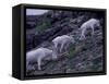 Mountain Goat, Glacier National Park, Montana, USA-Art Wolfe-Framed Stretched Canvas