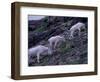 Mountain Goat, Glacier National Park, Montana, USA-Art Wolfe-Framed Photographic Print