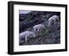 Mountain Goat, Glacier National Park, Montana, USA-Art Wolfe-Framed Photographic Print