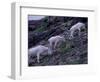 Mountain Goat, Glacier National Park, Montana, USA-Art Wolfe-Framed Photographic Print