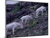 Mountain Goat, Glacier National Park, Montana, USA-Art Wolfe-Mounted Photographic Print