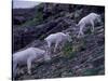 Mountain Goat, Glacier National Park, Montana, USA-Art Wolfe-Stretched Canvas