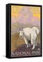 Mountain Goat, Glacier National Park, Montana-Lantern Press-Framed Stretched Canvas