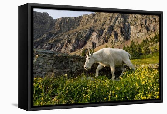 Mountain Goat, Hidden Lake Trail, Glacier NP, Kalispell, Montana-Howie Garber-Framed Stretched Canvas