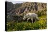 Mountain Goat, Hidden Lake Trail, Glacier NP, Kalispell, Montana-Howie Garber-Stretched Canvas