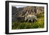 Mountain Goat, Hidden Lake Trail, Glacier NP, Kalispell, Montana-Howie Garber-Framed Photographic Print