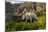 Mountain Goat, Hidden Lake Trail, Glacier NP, Kalispell, Montana-Howie Garber-Mounted Photographic Print