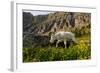 Mountain Goat, Hidden Lake Trail, Glacier NP, Kalispell, Montana-Howie Garber-Framed Photographic Print