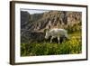 Mountain Goat, Hidden Lake Trail, Glacier NP, Kalispell, Montana-Howie Garber-Framed Photographic Print