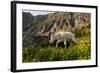 Mountain Goat, Hidden Lake Trail, Glacier NP, Kalispell, Montana-Howie Garber-Framed Photographic Print