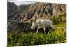 Mountain Goat, Hidden Lake Trail, Glacier NP, Kalispell, Montana-Howie Garber-Mounted Photographic Print