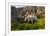 Mountain Goat, Hidden Lake Trail, Glacier NP, Kalispell, Montana-Howie Garber-Framed Photographic Print