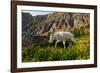 Mountain Goat, Hidden Lake Trail, Glacier NP, Kalispell, Montana-Howie Garber-Framed Photographic Print