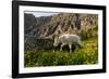 Mountain Goat, Hidden Lake Trail, Glacier NP, Kalispell, Montana-Howie Garber-Framed Photographic Print