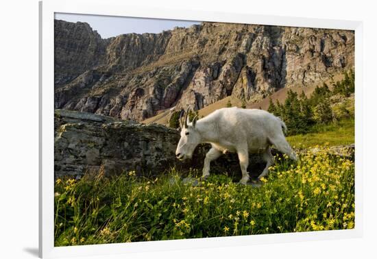 Mountain Goat, Hidden Lake Trail, Glacier NP, Kalispell, Montana-Howie Garber-Framed Photographic Print