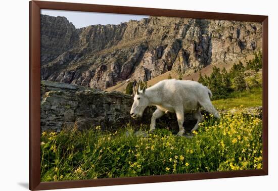 Mountain Goat, Hidden Lake Trail, Glacier NP, Kalispell, Montana-Howie Garber-Framed Photographic Print