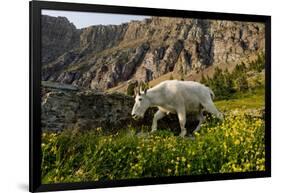 Mountain Goat, Hidden Lake Trail, Glacier NP, Kalispell, Montana-Howie Garber-Framed Photographic Print