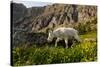 Mountain Goat, Hidden Lake Trail, Glacier NP, Kalispell, Montana-Howie Garber-Stretched Canvas