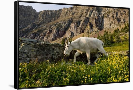 Mountain Goat, Hidden Lake Trail, Glacier NP, Kalispell, Montana-Howie Garber-Framed Stretched Canvas