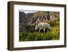 Mountain Goat, Hidden Lake Trail, Glacier NP, Kalispell, Montana-Howie Garber-Framed Photographic Print