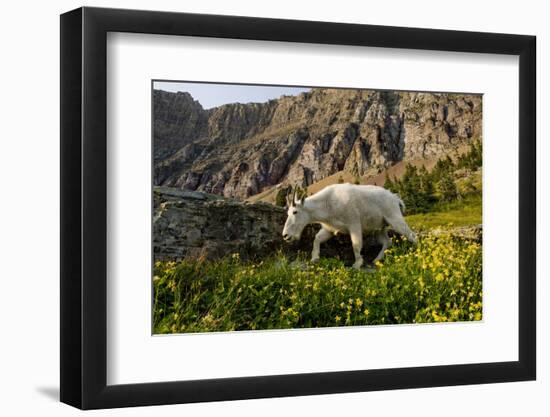 Mountain Goat, Hidden Lake Trail, Glacier NP, Kalispell, Montana-Howie Garber-Framed Photographic Print