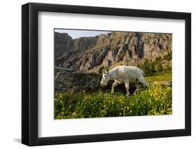 Mountain Goat, Hidden Lake Trail, Glacier NP, Kalispell, Montana-Howie Garber-Framed Photographic Print