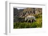 Mountain Goat, Hidden Lake Trail, Glacier NP, Kalispell, Montana-Howie Garber-Framed Photographic Print