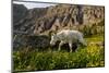 Mountain Goat, Hidden Lake Trail, Glacier NP, Kalispell, Montana-Howie Garber-Mounted Photographic Print