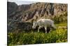 Mountain Goat, Hidden Lake Trail, Glacier NP, Kalispell, Montana-Howie Garber-Stretched Canvas