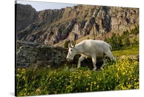 Mountain Goat, Hidden Lake Trail, Glacier NP, Kalispell, Montana-Howie Garber-Stretched Canvas