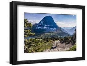 Mountain Goat in front of Bearhat Mountain and Hidden Lake. Glacier National Park, Montana, USA.-Tom Norring-Framed Premium Photographic Print