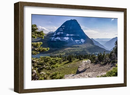 Mountain Goat in front of Bearhat Mountain and Hidden Lake. Glacier National Park, Montana, USA.-Tom Norring-Framed Photographic Print