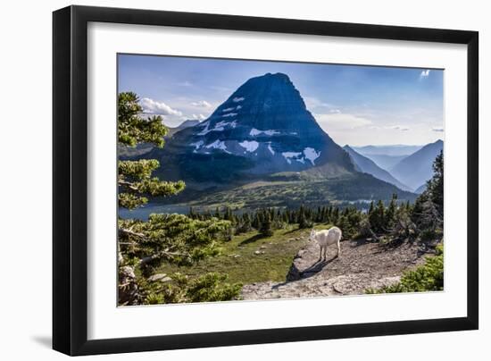 Mountain Goat in front of Bearhat Mountain and Hidden Lake. Glacier National Park, Montana, USA.-Tom Norring-Framed Photographic Print