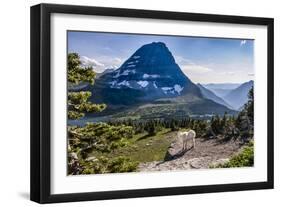 Mountain Goat in front of Bearhat Mountain and Hidden Lake. Glacier National Park, Montana, USA.-Tom Norring-Framed Photographic Print