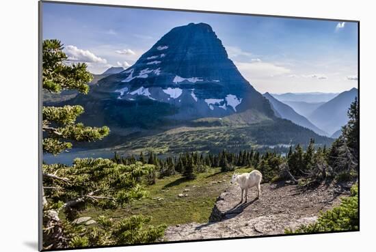 Mountain Goat in front of Bearhat Mountain and Hidden Lake. Glacier National Park, Montana, USA.-Tom Norring-Mounted Photographic Print