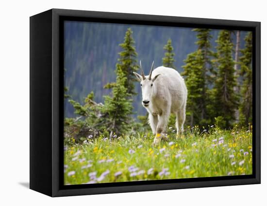 Mountain Goat in Wildflower Meadow, Logan Pass, Glacier National Park, Montana, USA-Jamie & Judy Wild-Framed Stretched Canvas